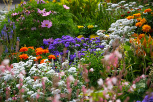 fleurs en massif