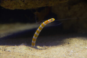 poisson-grand-aquarium