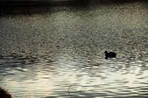 Canards sur l'etang