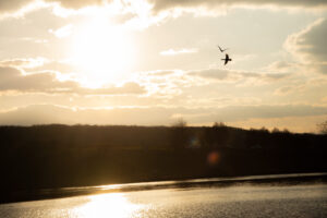 Vol au dessus de l'etang