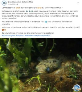 aquarium-espece-diodon