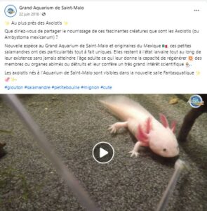 aquarium-video-axolotl