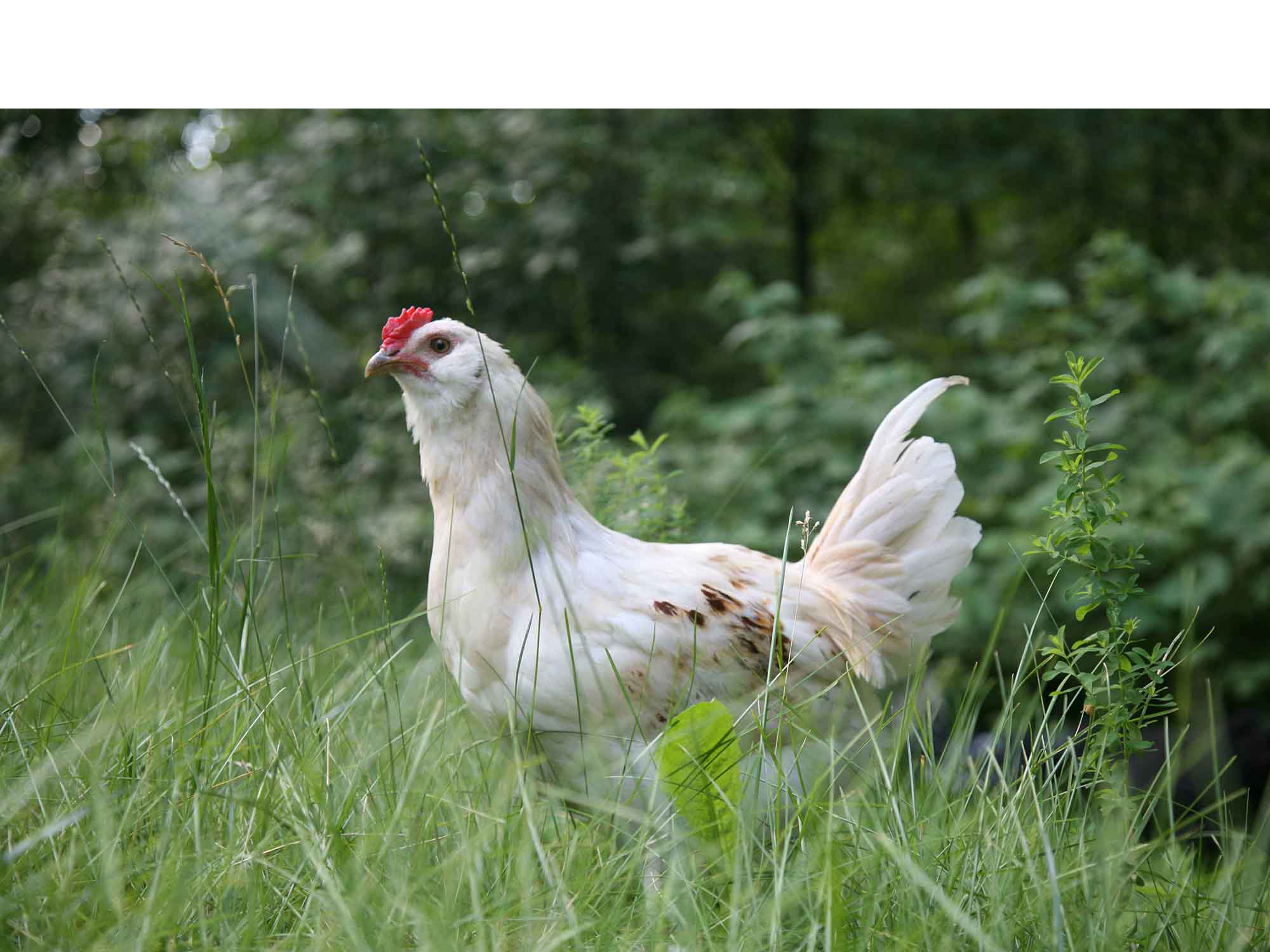 Read more about the article Prévention contre la grippe aviaire